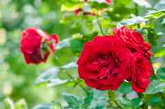 血红色的玫瑰花园植物培养园艺群花