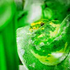 绿色黄色的python蛇盘包装使眼睛联系广场