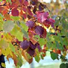 红色的秋天叶子苹果树上背景小深度场