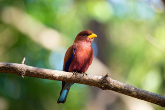 鸟broad-billed辊尤里斯托姆斯青光库鲁斯马达加斯加
