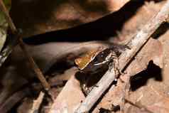 美丽的小青蛙棕色（的）曼特拉马达加斯加