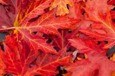 桩秋天色彩斑斓的下降枫木叶子