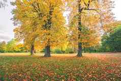 黄色的秋天叶子色彩斑斓的秋天树