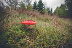 红色的蘑菇秋天