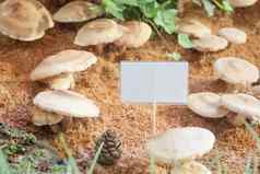 生新鲜的香菇蘑菇显示