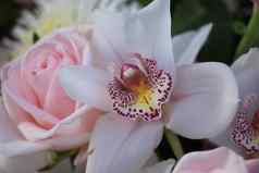 粉红色的玫瑰兰花兰花