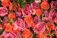 混合粉红色的橙色玫瑰