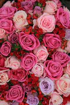 新娘玫瑰粉红色的紫色的
