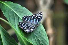 美丽的漂亮的色彩鲜艳的蝴蝶翅膀传播