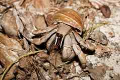 大隐士蟹蜗牛壳牌马达加斯加