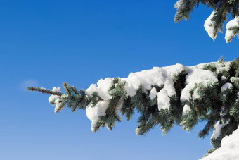 分支蓝色的云杉覆盖雪特写镜头