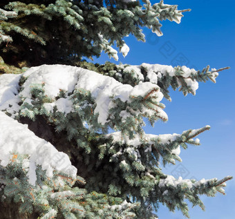 分支机构蓝色的云杉覆盖雪特写镜头