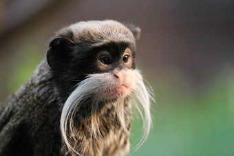 皇帝绢毛猴猴子分支白色胡子