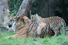 苏门答腊老虎幼崽罕见的一天