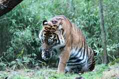 苏门答腊老虎罕见的一天舔爪子