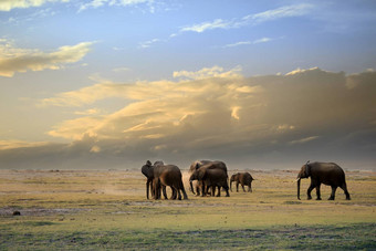 大象安博塞利国家公园