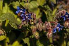 蓝色的starflower琉璃苣officinalis吸引了蜜蜂