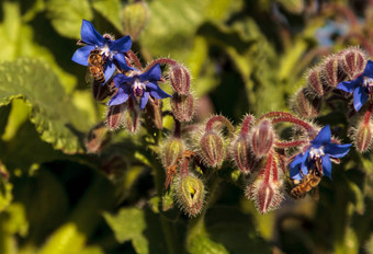 蓝色的starflower琉璃苣officinalis吸引了<strong>蜜蜂</strong>