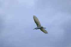 白鹭鸟飞行蓝色的天空
