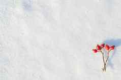 冬天雪背景装饰玫瑰臀部浆果