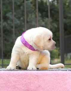 可爱的拉布拉多小狗粉红色的背景