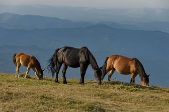 山景观野生马中央巴尔干半岛正在尝试planina待机木马通过