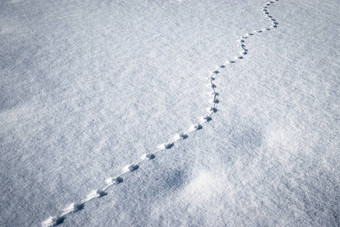 行小动物跟踪雪