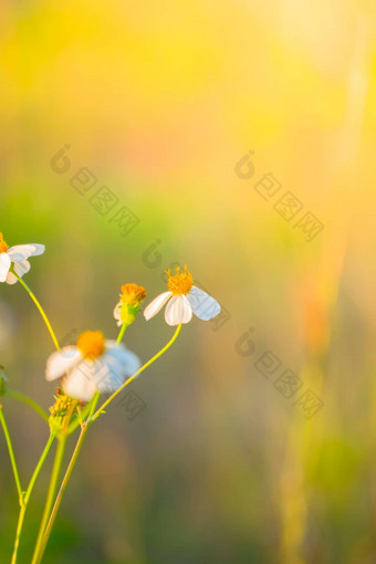 草花过敏症状