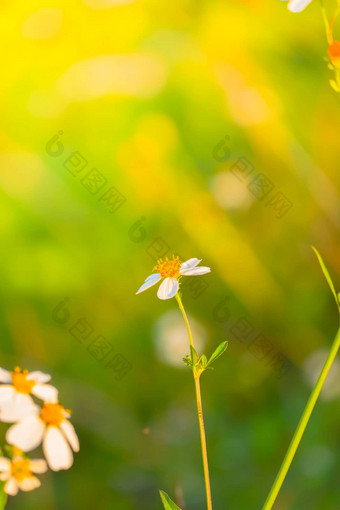 草花过敏症状