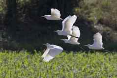 图像白鹭飞行鹭野生动物
