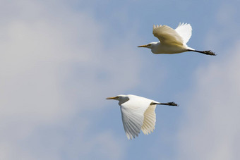 图像白鹭飞行天空鹭野生动物