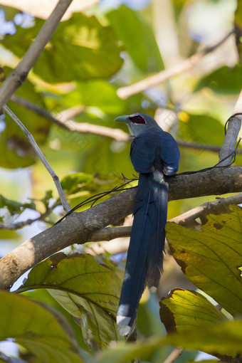 图像鸟栖息树分支green-billed<strong>马尔科</strong>哈