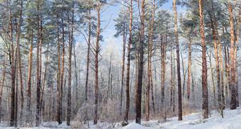 冬天森林落叶松柏树阳光明媚的一天
