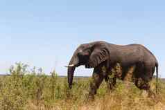 非洲大象非洲Safari野生动物荒野