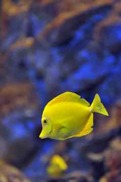 黄色的热带鱼