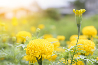 金盏花花园亚洲黄色的花岁太阳