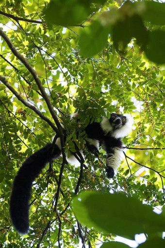 黑白有环状羽毛的狐猴马达加斯加野生动物