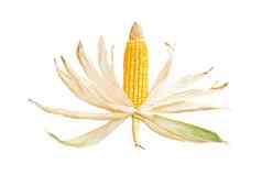玉米结实的矮孤立的白色背景