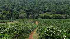 砍伐森林农业发展咖啡种植园