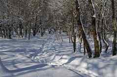 磁冬天场景森林覆盖雪公园