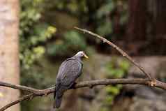 非洲橄榄鸽子鸽属阿夸特里克斯