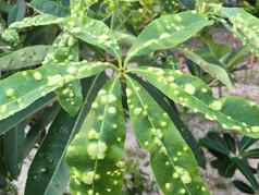 特写镜头绿色热带叶子深仇疾病热带植物