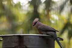 蓝色的午睡Mousebird大肠杆菌大龙