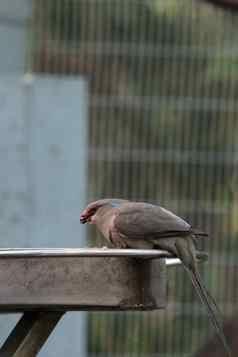 蓝色的午睡Mousebird大肠杆菌大龙