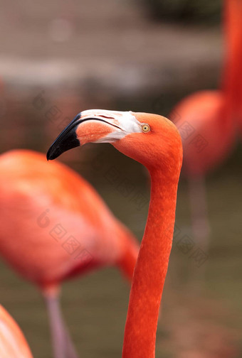 粉红色的加勒比火烈鸟phoenicopterus红色的