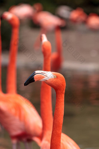 粉红色的加勒比火烈鸟phoenicopterus红色的