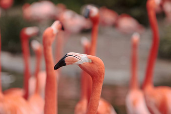 粉红色的加勒比火烈鸟phoenicopterus红色的