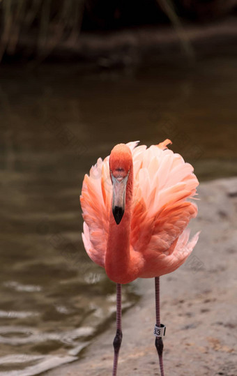 粉红色的加勒比火烈鸟phoenicopterus红色的