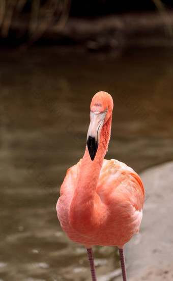 粉红色的加勒比火烈鸟phoenicopterus红色的