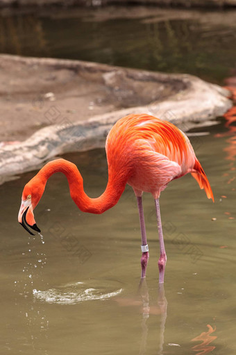 粉红色的加勒比火烈鸟phoenicopterus红色的